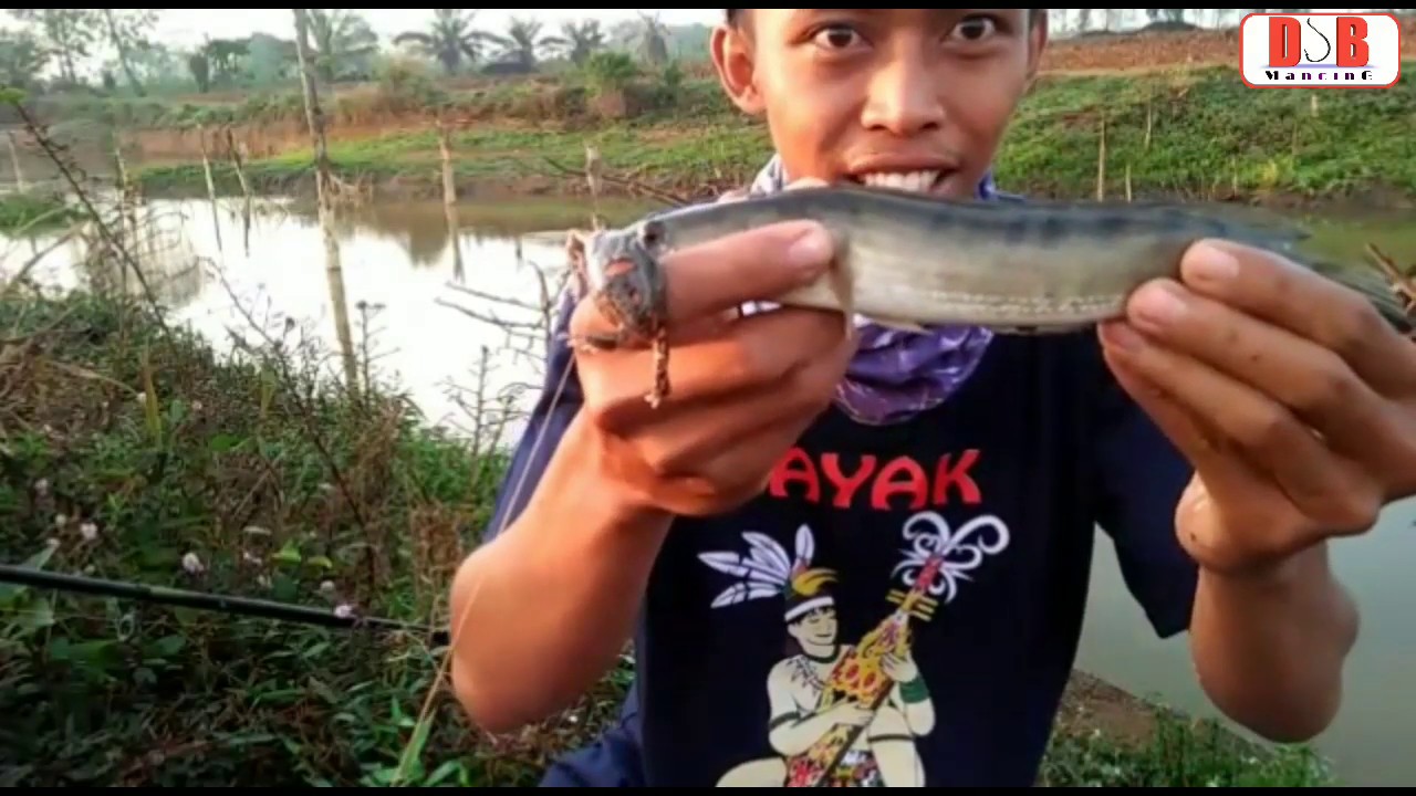 Casting ikan haruan teknik dasaran umpan live bait