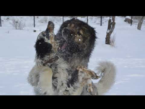 კავკასიური ნაგაზი და ინგლისური სეტერი. Caucasian Shepherd Dog and English Setter. Кавказская овчарка