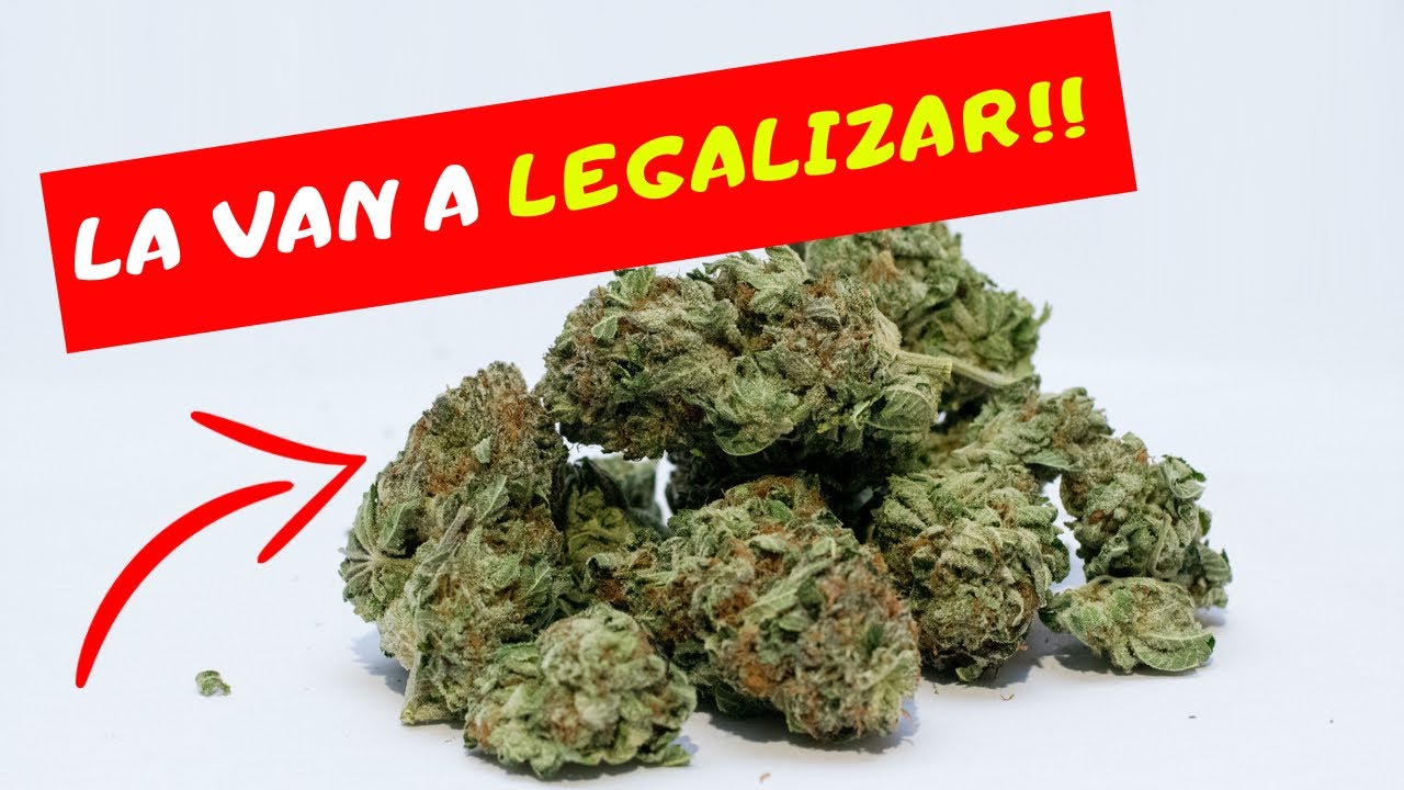 Cannabis medicinal en El Salvador (CBD ) / Lo van a legalizar!! - YouTube