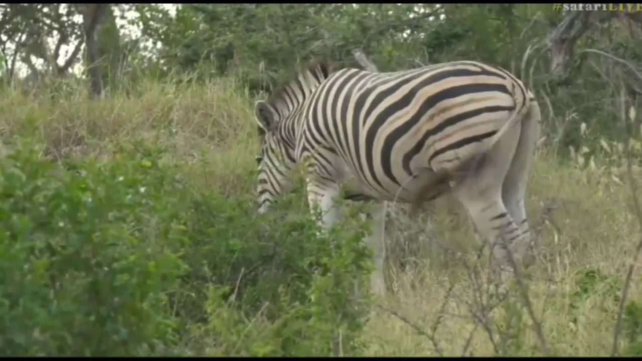 sindile faku April 02, 2017- Byron on bushwalk- Dazzle of Zebras- discussing the prior injured Zebras