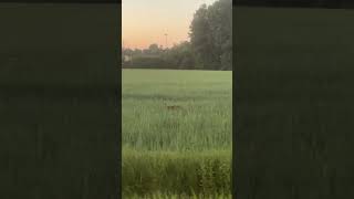 Running fox 🦊
