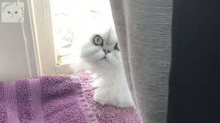 Giving cats a little privacy only to have them stare at you from behind a curtain