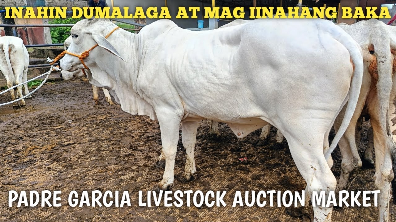 Dagsa ang Malalaki at Malalahing inahin Dumalaga baka! - YouTube