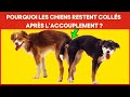 Pourquoi les chiens restent coincs aprs laccouplement  le processus de reproduction expliqu