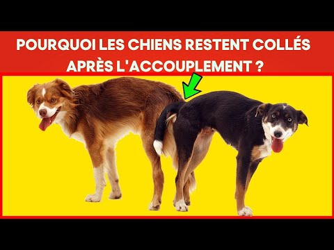 Vidéo: Que peut empêcher les chiens de lécher les coupes traitées?