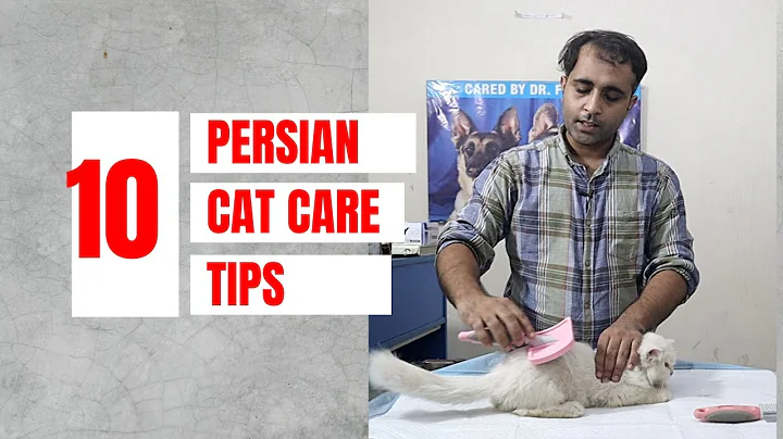 10 Persian cat care tips | How to keep persian cat healthy | Aliyan Pets Hospital - DayDayNews