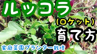 ルッコラの育て方『プランター栽培の基本とコツ』家庭菜園におすすめ野菜（ロケット）