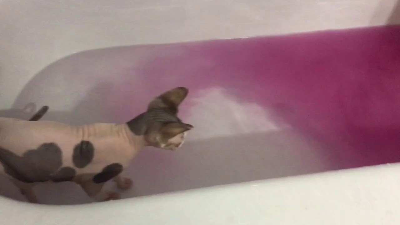 Cat vs Bath Bomb YouTube