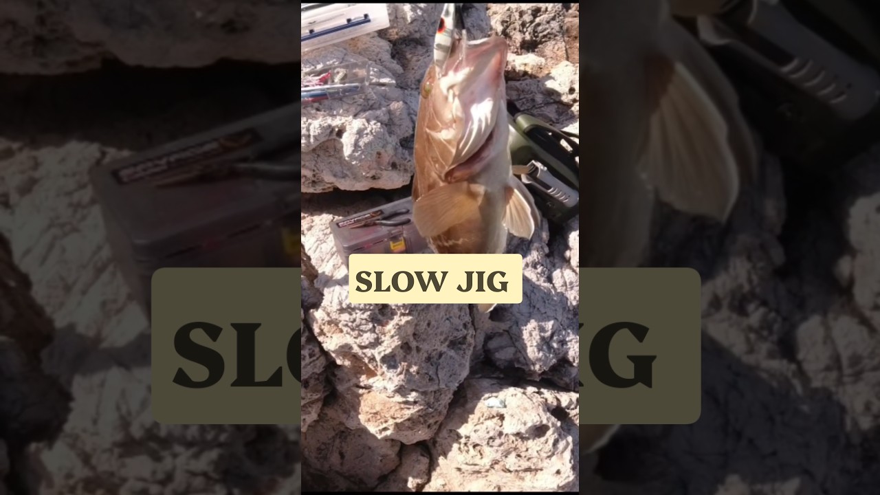 Μια σφυρίδα με slow πλάνο #fishing #fish #fishinglife #shorts #ψάρεμα