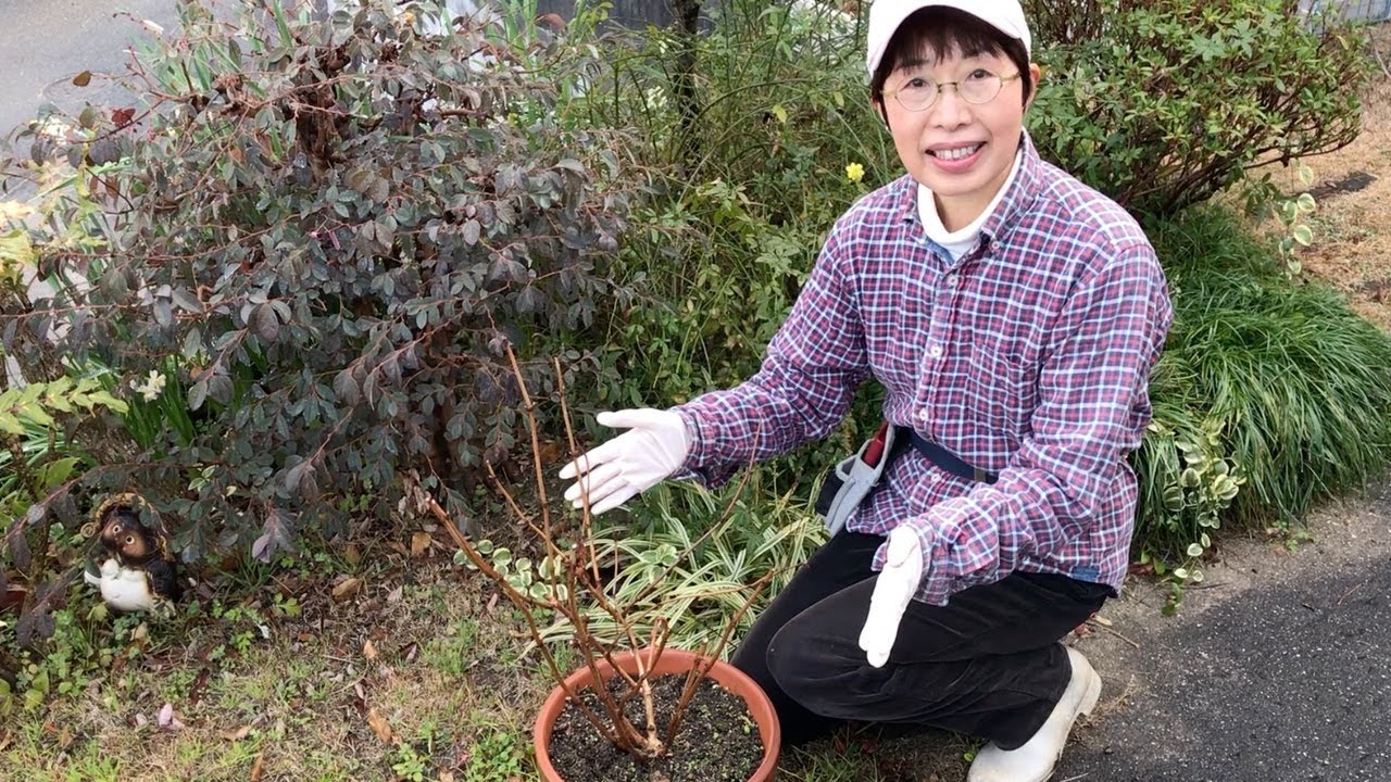 アジサイ アナベル 鉢植え の剪定と植え替え Youtube