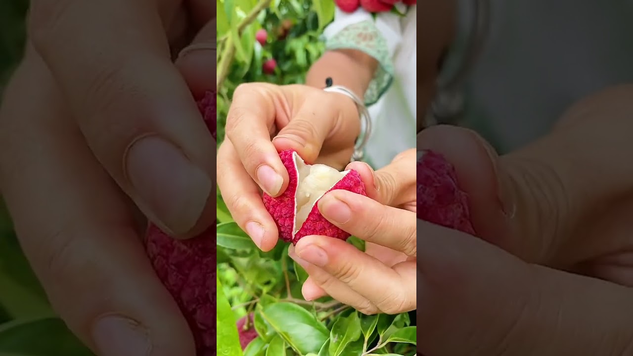 🍓🍓 How To Cut Lychee From My Farm 🍓🍓| Fresh Fruit Cutting In My Farm