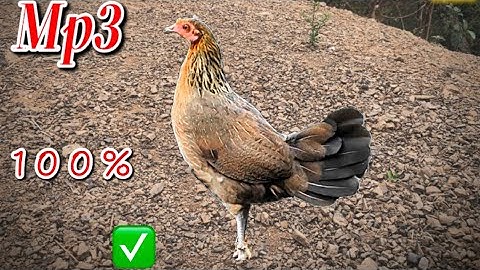 Tiếng gà rừng mái Kêu Gọi Trống CỰC HAY 2025 ✔️ | Poj qaib seev zoo dib tuaj 2025