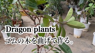 観葉植物盆栽風 ゴムの木曲げます - YouTube