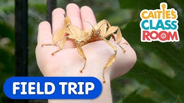 Explore Amazing Bugs From Around The World | Caitie