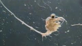 "Silent Invaders" Spiny Water Flea PT 2 2013