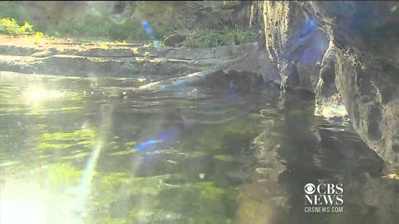 Finding hippo love in Australia