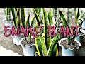 IBA&#39;T  IBANG URI NG SNAKE PLANT /SWERTENG HALAMAN