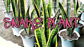 IBA&#39;T  IBANG URI NG SNAKE PLANT /SWERTENG HALAMAN