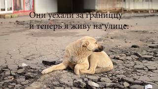 социальная реклама о животных"Не бросай нас"Мы в ответе за тех,кого приручили социальная реклама о животных"Не бросай нас"Мы в ответе за тех,кого приручили