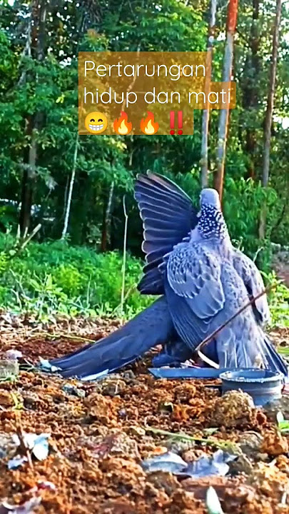 pertarungan seru pikat dan tekukur liar🔥🔥‼️ #videoshortsviral #videoshort #tekukur #shorts