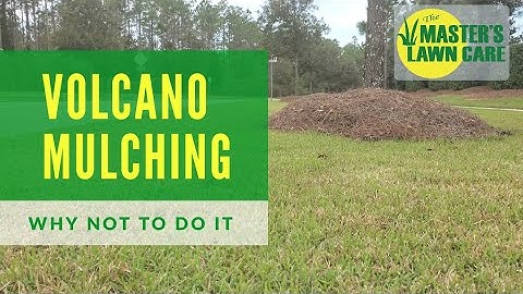What is Volcano Mulching and why is it bad for trees?