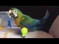 Hybrid macaw  baby blu playing guitar 18