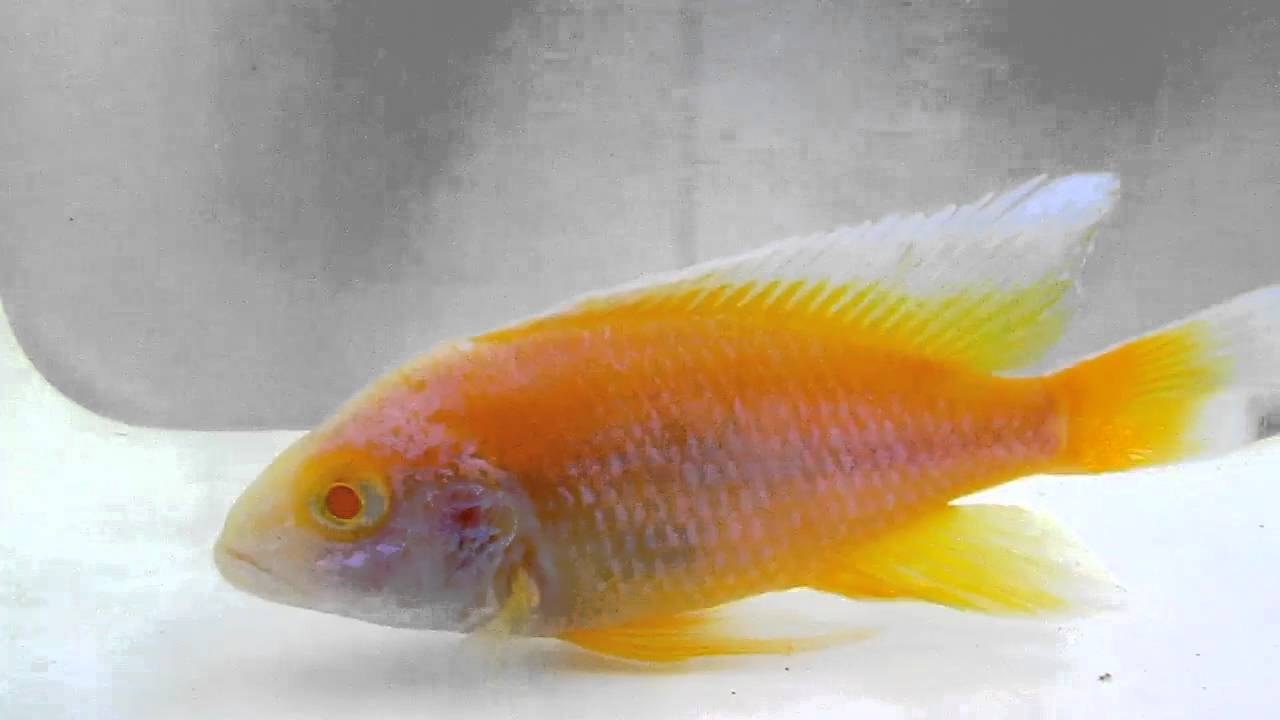 Albino Eureka Peacock YouTube