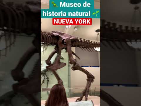 Video: Guía para visitantes del Museo Americano de Historia Natural (AMNH)