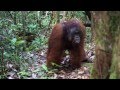 Adult male Bornean orangutan fast long calls and kiss squeaks at observers