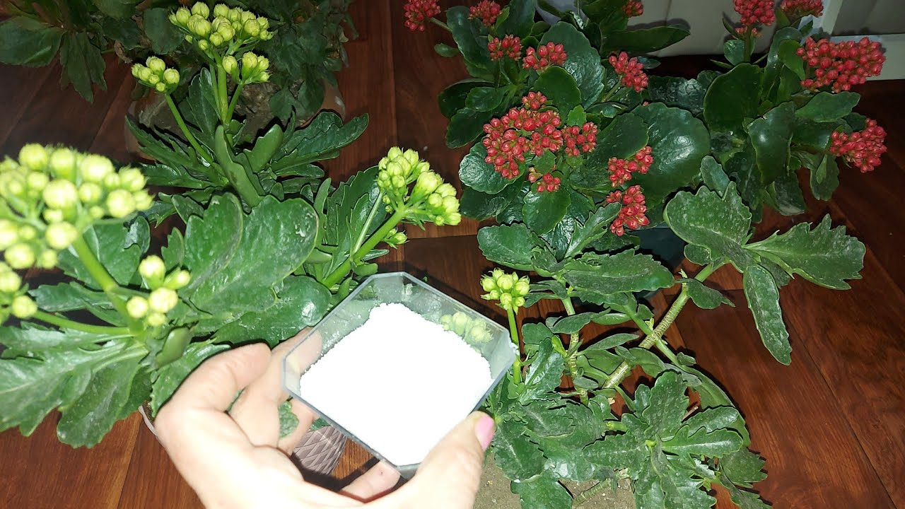 Çiçeksiz Kalanşoların Toprağına Biraz SERPİŞTİRİN Kalanşolar Çıldırdı Anında Tomurcuk Yapıyor 