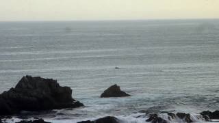 Avistamiento de Ballenas en Punta Blanca - Atico