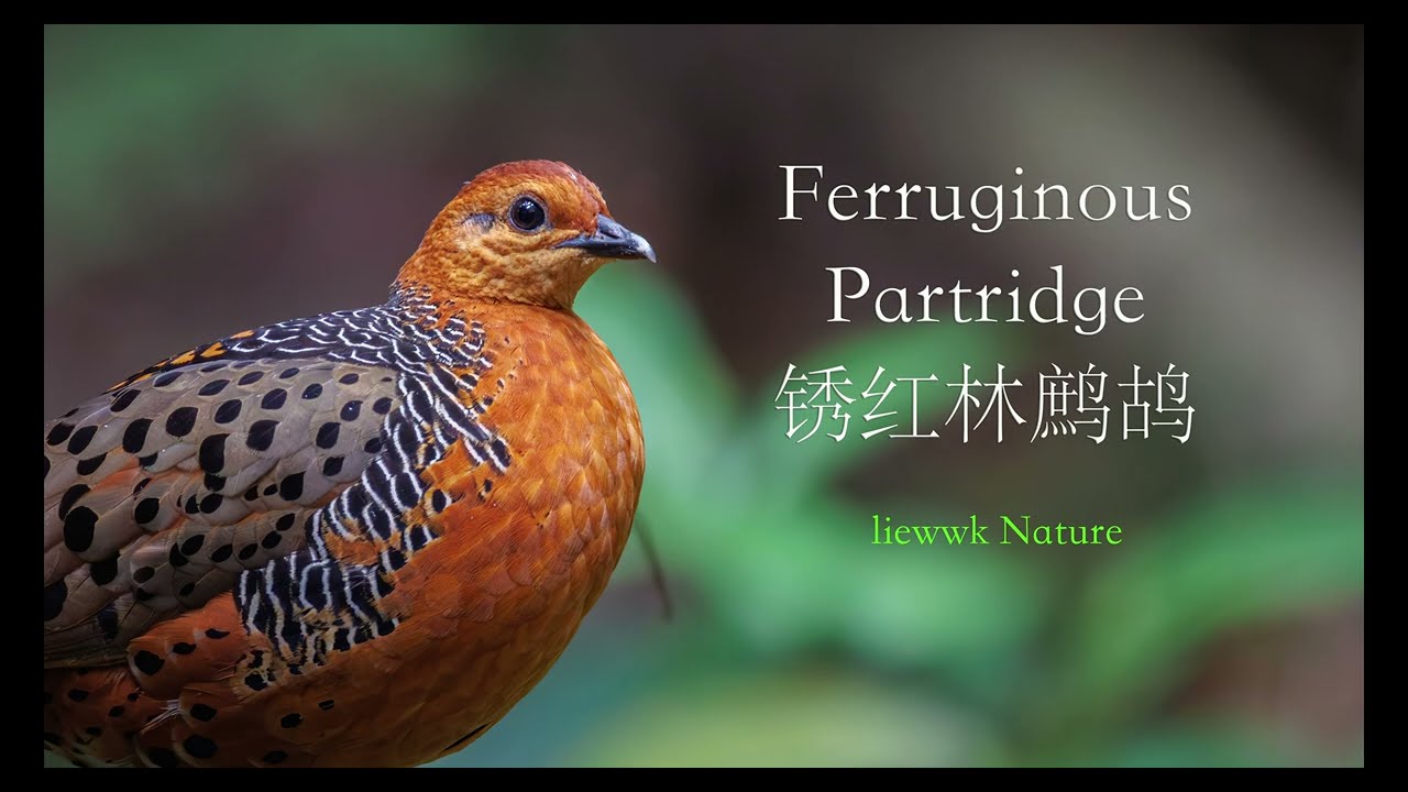Phasianidae Series: Partridge | 雉科: 鹧鸪| liewwk Nature 8-8 [update 20260106]  – liewwk Nature