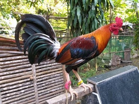 Tandang | Nakatalo sa Manok na Pula 😂 - YouTube