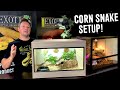 CORN SNAKE SETUP FOR BEGINNERS!