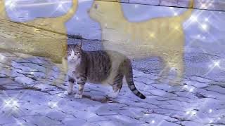 Kitty Is Very Confused And Worried