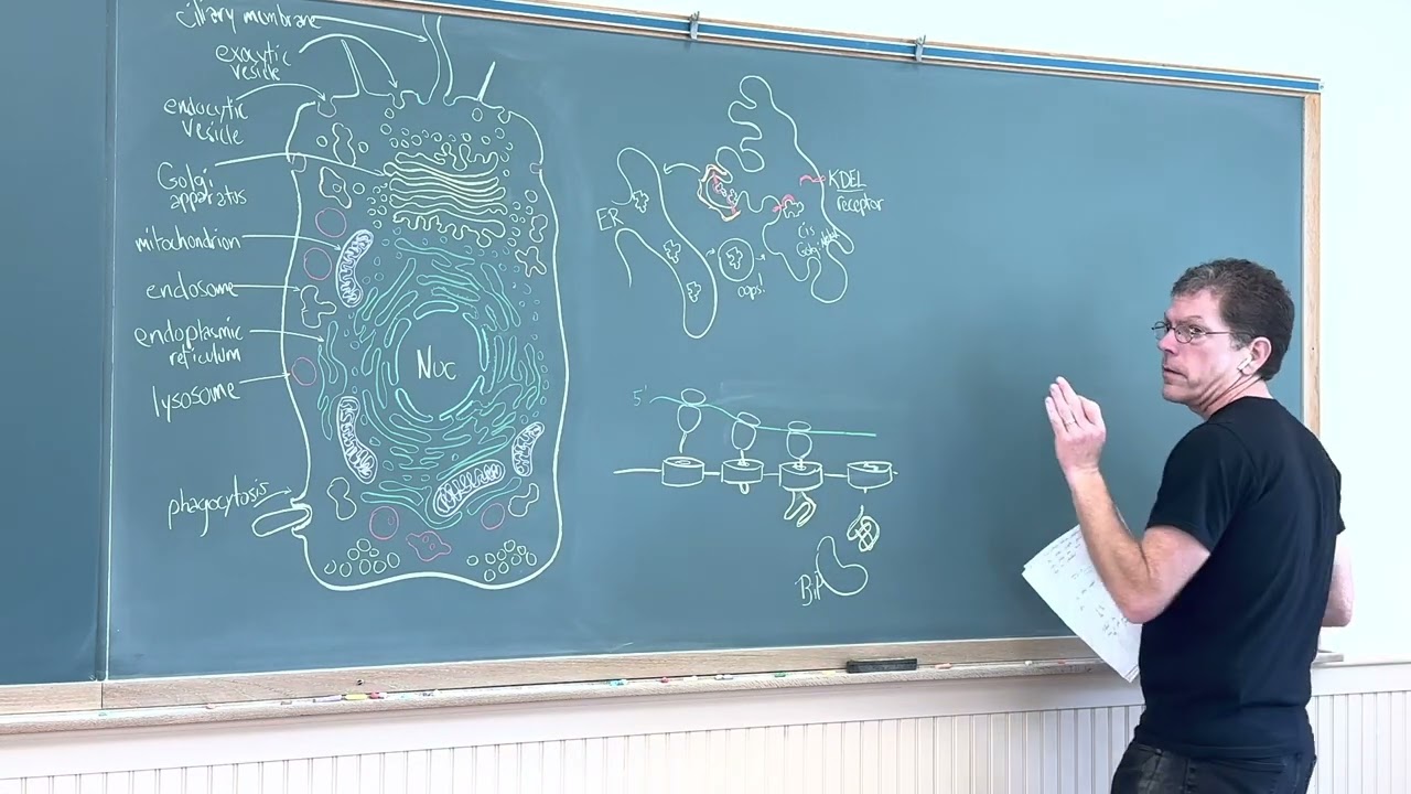 Cell Physiology Lecture 27 – organization of the endomembrane system