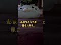 音に集中して癒されなさい‼️ #asmr #癒し #大人女性