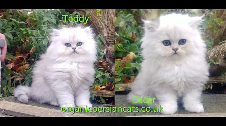 Watch the video about Two chinchilla persian kittens are playing on the cat-tree...