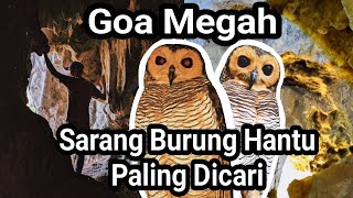 Download lagu Pencarian Burung Hantu Strix Seloputo Di Dalam Goa Tempat Pertapaan
