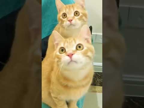 Part 14 Funny Cat ExplorePage 