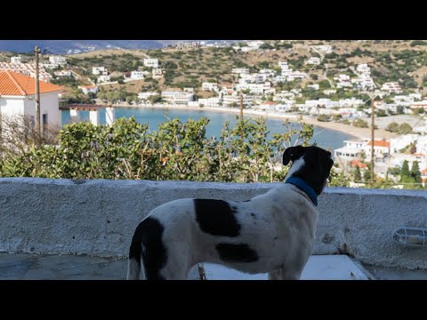 Βίντεο: Διακοπές σκύλων-σκονών