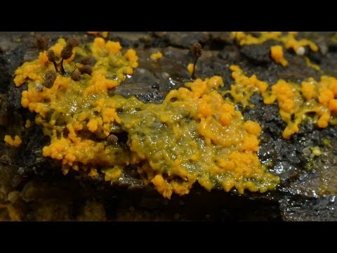 Time -lapse Mold - The Great British Year: Episode 4 Preview - BBC One