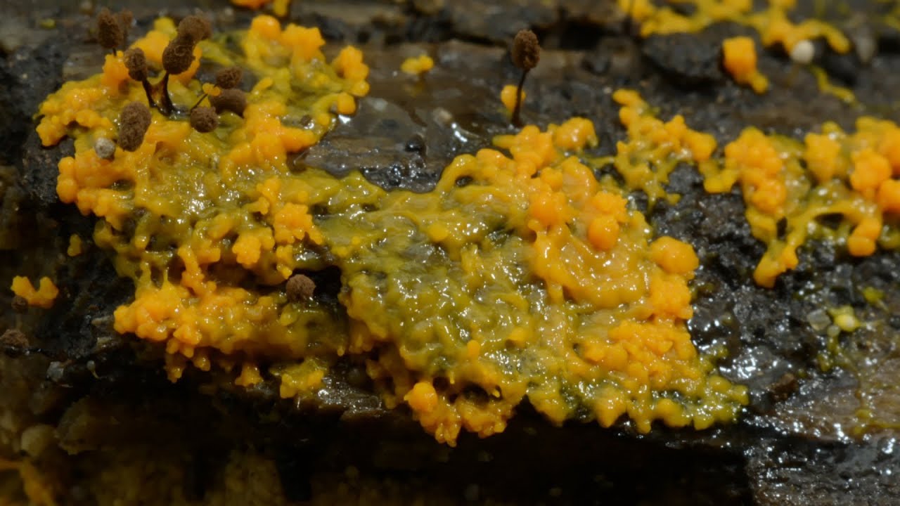 slime mold  New Hampshire Garden Solutions