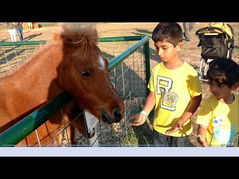 farmland-adventures-petting-feeding-old-mac-donald-farm-animals-pony-ride,kids-fun-activities