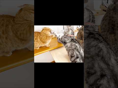 ぽちゃくんに対しては優しいパンチしかしないあいちゃん #猫 #マンチカン #shorts