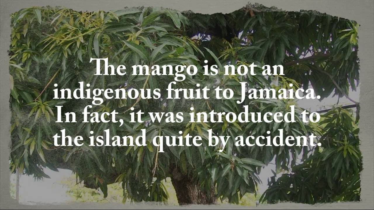 The Introduction of Mangoes to Jamaica YouTube