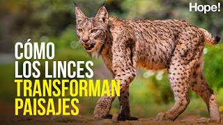 Cómo los linces transforman paisajes y crean abundancia. La MAGIA de la regeneración 
