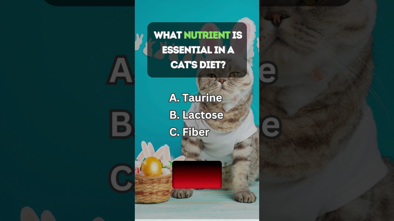 😺 Test Your Cat Knowledge! 😼