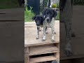 #love #piano #usa #dog #pets #animallovers #youtubeshorts #doglife #funny #animals #puppylove#doggie