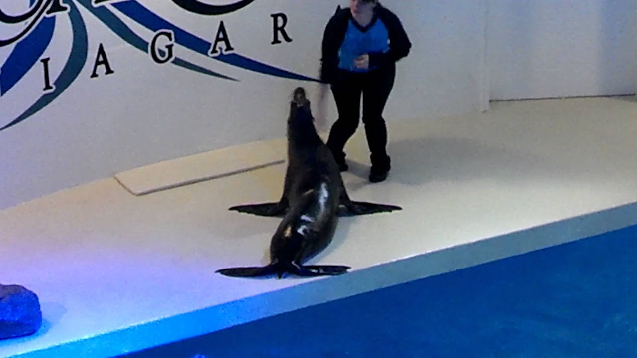 Niagara Falls Aquarium 2013